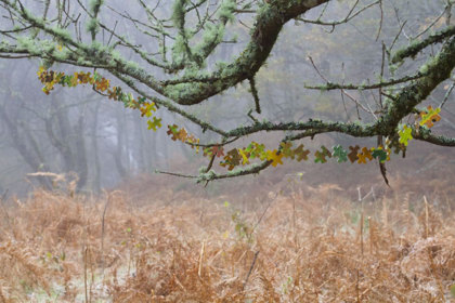 Autumn Colours. Artwork By Anne Gilchrist. Photo By Marieke Mcbean