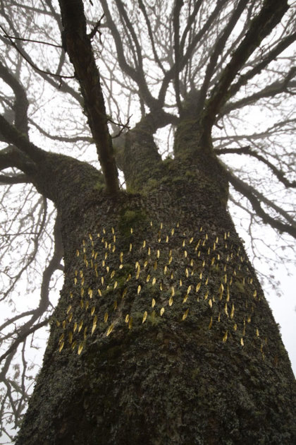 A Dressing The Ash. Artwork By Anne Gilchrist. Photo By Marieke Mcbean