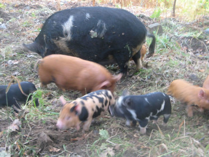 Piggies 006 1024X768