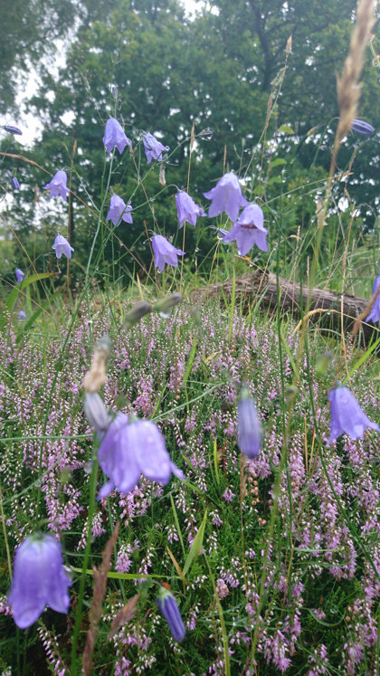 Harebells